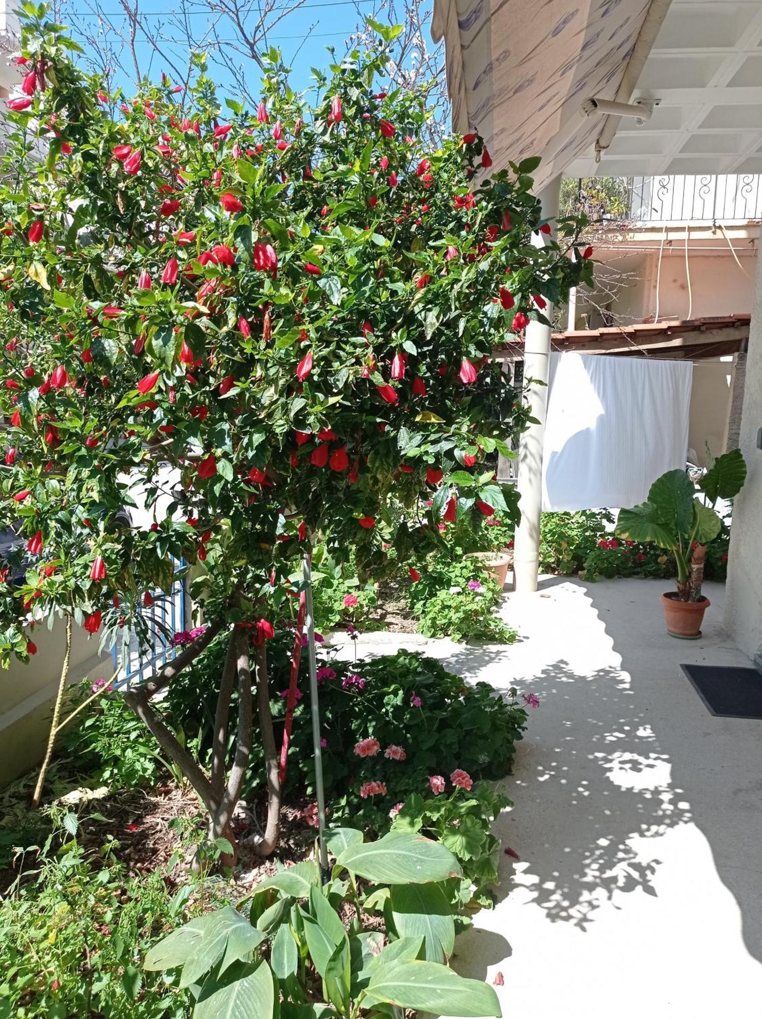 Tasos Seagull Apartments Chania  Екстер'єр фото